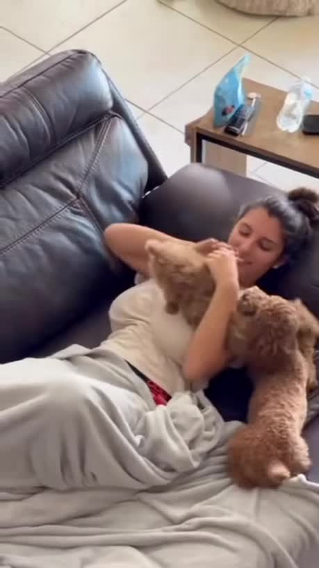 These dogs just found their new favorite trampoline
